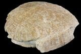 Fossil Tortoise (Stylemys) - Wyoming #143826-5